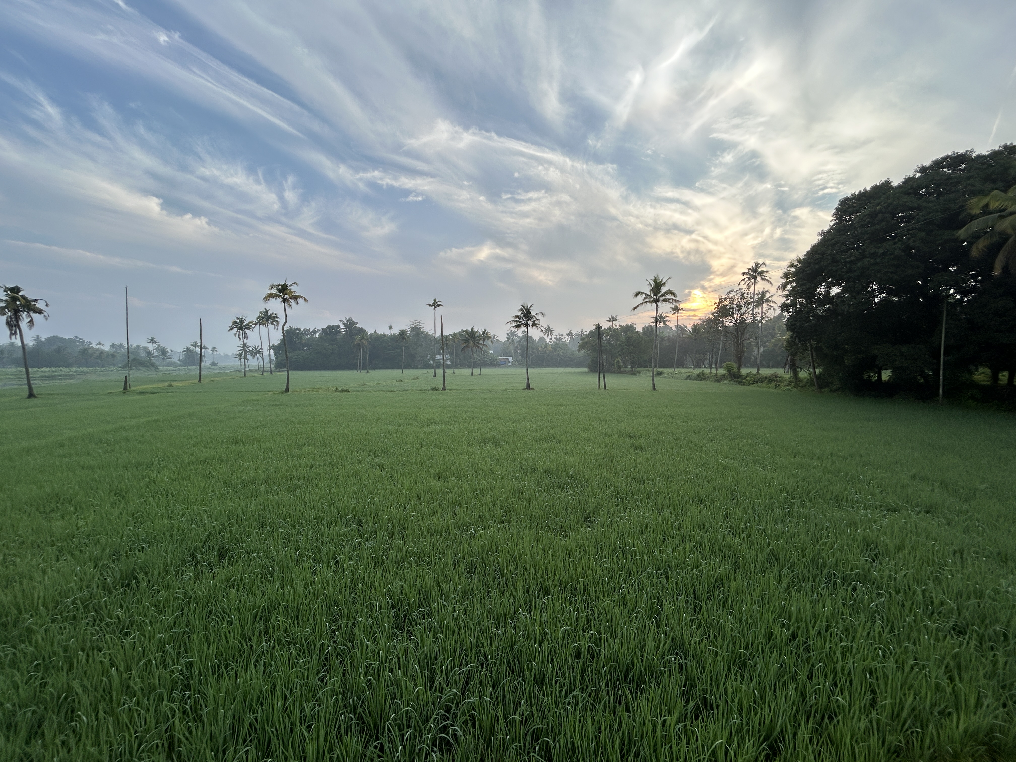 Expansive paddy fields with coconut palms