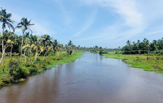 Wide river view with coconut palms