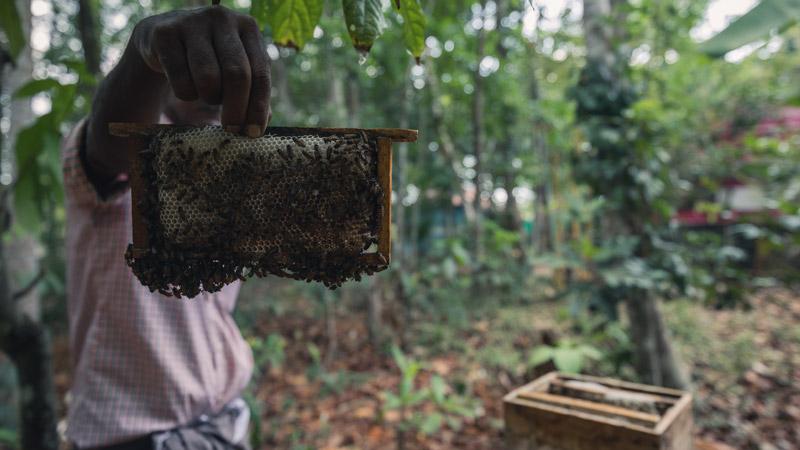 Spice Cultivation